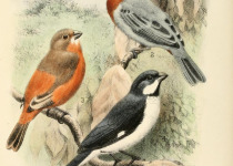 Chestnut-bellied Seedeater