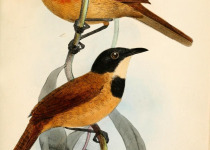 Chestnut-bellied Starling