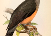 Chestnut-bellied Thrush