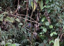 Chestnut-breasted Coronet