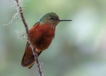 Chestnut-breasted Coronet