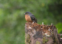 Chestnut-breasted Cuckoo