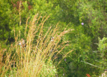 Chestnut-breasted Mannikin