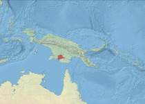 Chestnut-breasted Munia