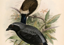 Chestnut-breasted Nigrita