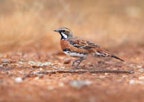 Chestnut-breasted Quail-thrush