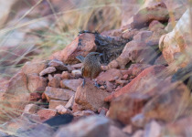 Chestnut-breasted Whiteface