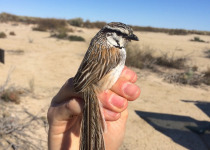 Chestnut-breasted Whiteface