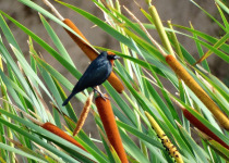 Chestnut-capped Blackbird