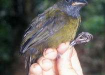 Chestnut-capped Brush Finch