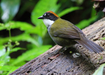 Chestnut-capped Brush Finch