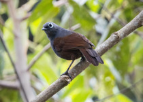 Chestnut-capped Laughingthrush