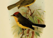 Chestnut-capped Warbler