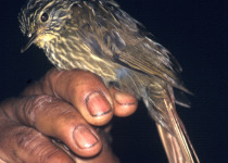 Chestnut-collared swift