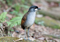 Chestnut-crowned Antpitta
