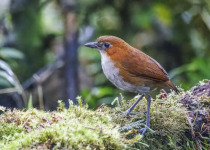 Chestnut-crowned Antpitta