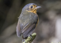 Chestnut-crowned Antpitta