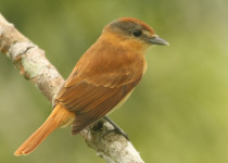 Chestnut-crowned Becard