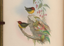 Chestnut-crowned Bush Warbler