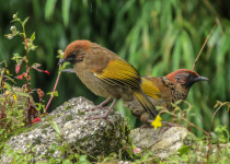 Chestnut-crowned Laughingthrush