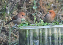 Chestnut-crowned Warbler