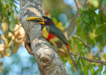 Chestnut-eared Aracari