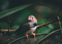 Chestnut-eared Finch