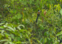 Chestnut-faced Treepie