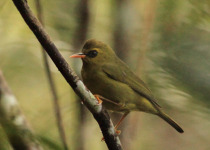 Chestnut-flanked White-eye
