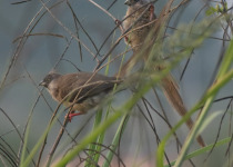 Chestnut-flanked White-eye