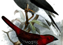 Chestnut-fronted Helmetshrike