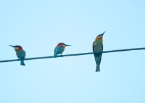 Chestnut-headed Bee-eater