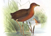 Chestnut-headed Crake