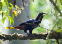 Chestnut-headed Oropendola