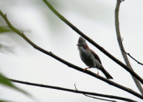 Chestnut-headed Partridge