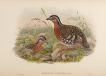 Chestnut-headed Partridge
