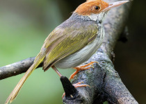Chestnut-headed Tailorbird
