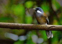 Chestnut-headed Tesia