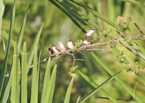 Chestnut Munia