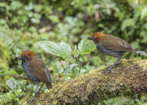 Chestnut-naped Antpitta