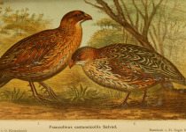 Chestnut-naped francolin