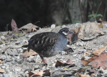 Chestnut-necklaced Partridge