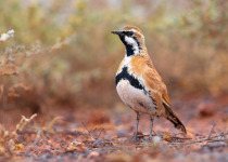 Chestnut Quail-thrush