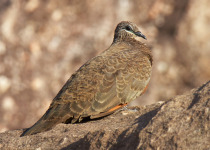 Chestnut-quilled Rock-Pigeon