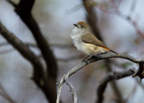 Chestnut-rumped Thornbill