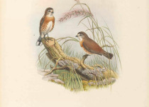 Chestnut-rumped Thornbill