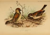 Chestnut-shouldered Petronia