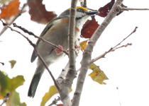 Chestnut-sided Shrike-Vireo