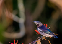 Chestnut-tailed Starling