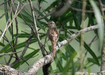 Chestnut-tailed Starling